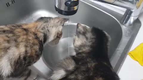 Baby cats who want to drink cool water from the faucet