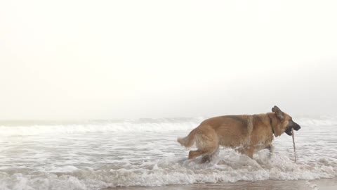 dog beech wet water nature