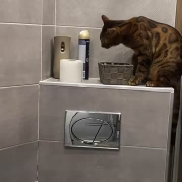 This strange cat likes to throw stuff.