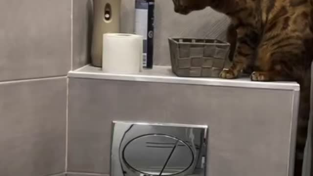 This strange cat likes to throw stuff.