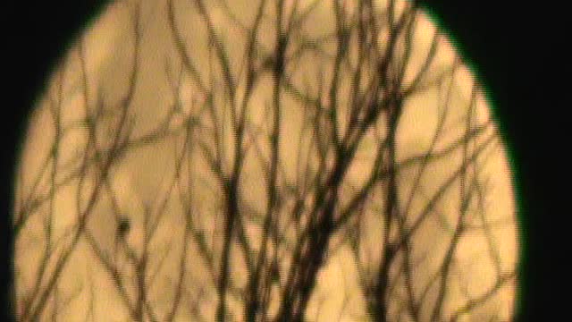 17MAR22 707am CST IMAGINE Luna Projection Into The Earth Realm M2U01460