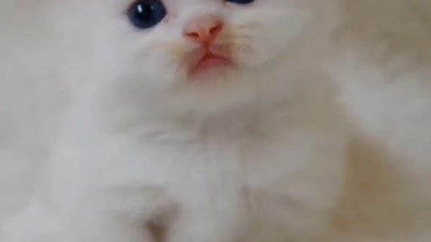 Tiny White Munchkin Kitten