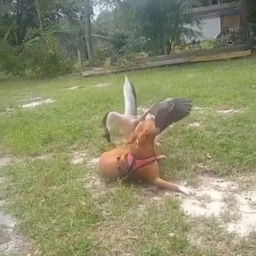 Goose and Dog Play together.