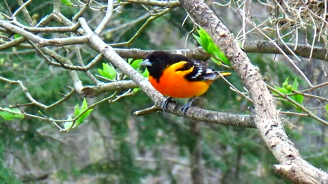 Oriole