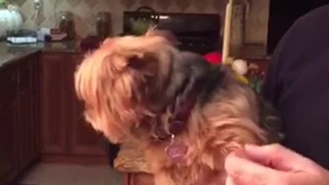 Yorkie making squeaky sound when being touched