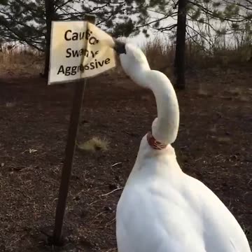 The FUNNIEST Animals Being Absolute Jerks