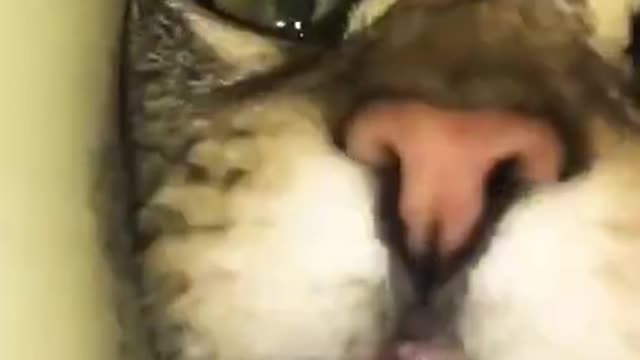 FUNNY C🐱TS COMPILATION!!!🤣🤣🤣