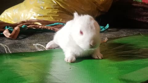 Baby Bunny walking