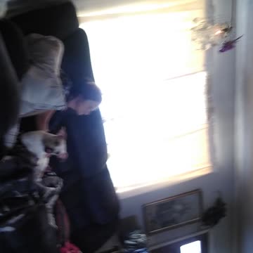 Dog begging on hind legs