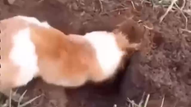 dog spoiled by owner