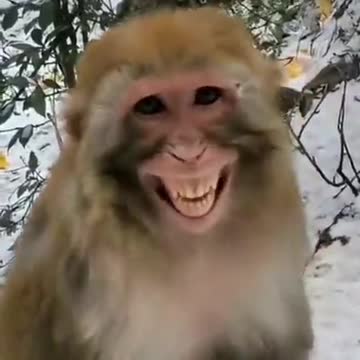 When the monkey smile