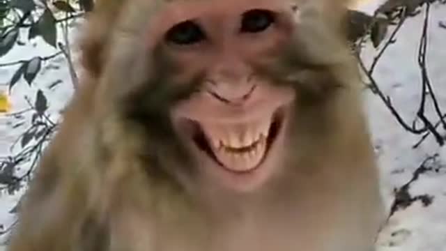 When the monkey smile