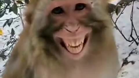 When the monkey smile