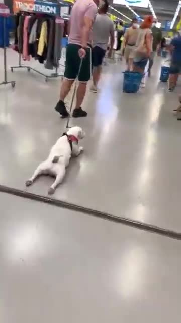 Baby Dogs 🐶 Cute and Funny Dog Videos Puppy Dogs Compilation