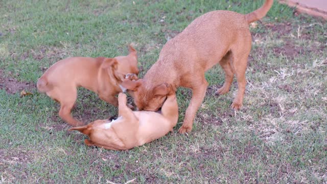 Dogs Playing With Each Other so cute