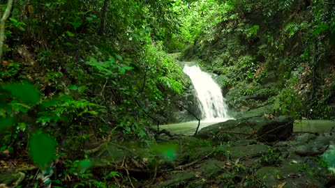 The Healing Power of Music in Nature to clear your head ️🎶 Meditation - Morning, healing, massage