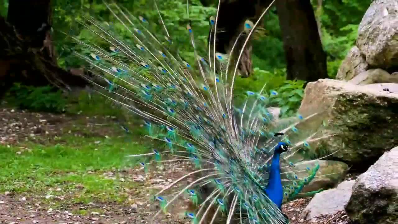 Peacock dancing full HD video ultra HD 4K