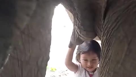 3 year old girl drinks milk from mother elephant