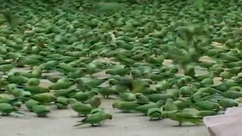 Lets see how much parrots gather for food