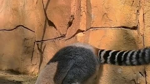 The lemur