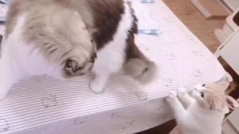 Like humans, each cat has a specific personality.