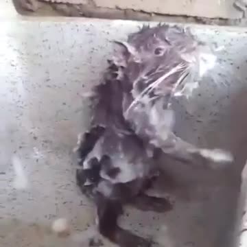 This rat is taking a bath like human