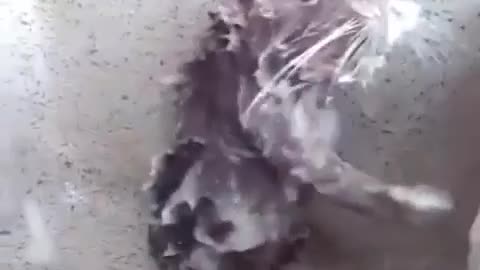 This rat is taking a bath like human