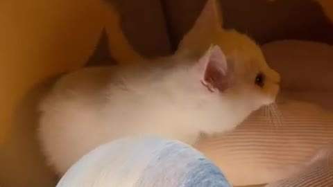 Animals Real 😹 - Best Of The 2021