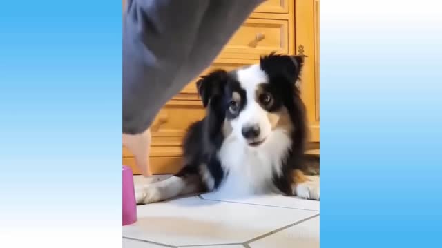 Best Funny Cats And Dogs Of The Month -Try Not To Laugh Challenge