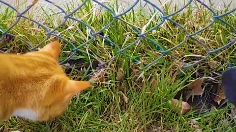 Dog and cat catch squirrels together