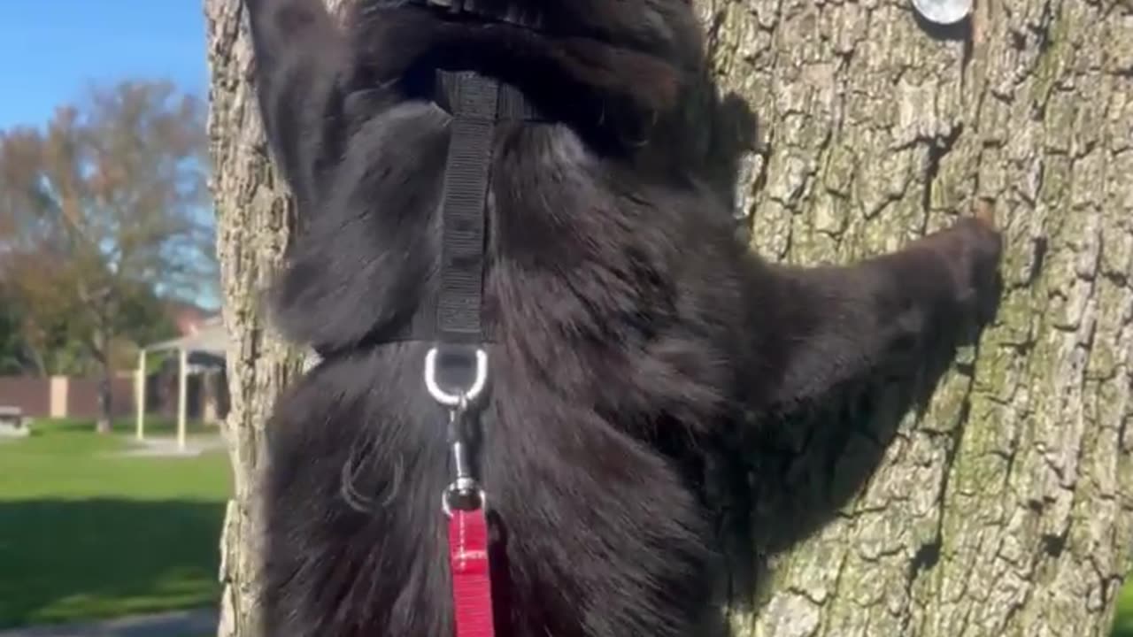 Spidercat. Spidercat