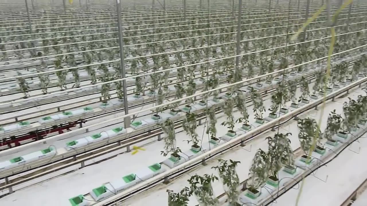 Amazing Greenhouse Tomatoes Farming - Greenhouse Modern Agriculture Technology