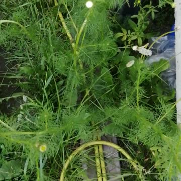 Beautiful daisies grow in the summer.