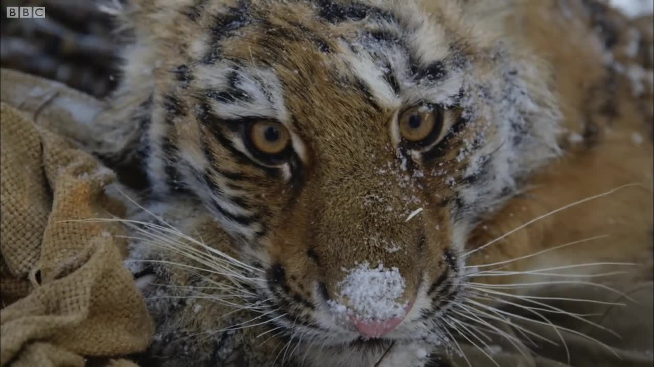 Saving a Siberian Tiger Cub | Operation Snow Tiger | BBC Earth