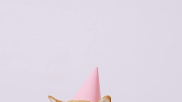party dog