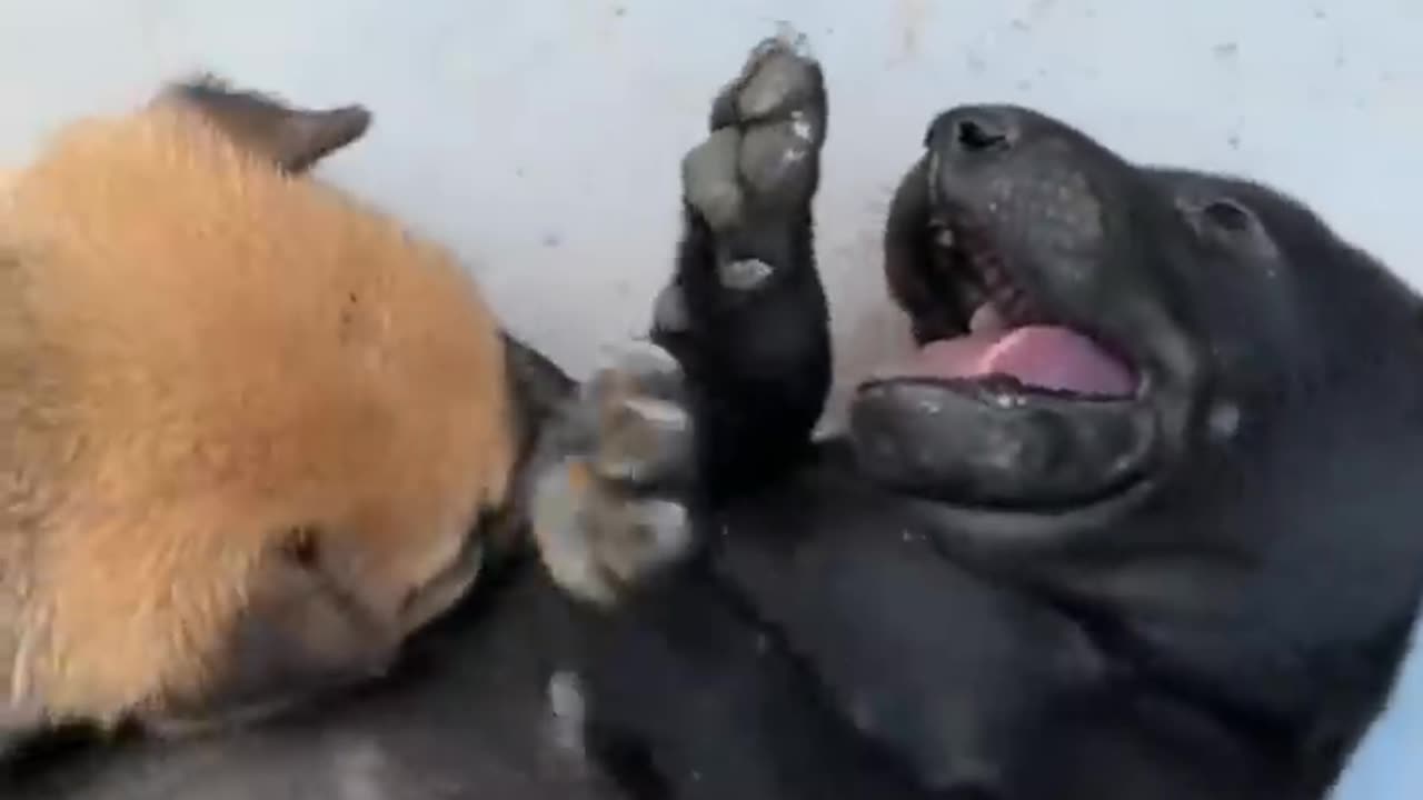 Cats & Dogs Entertaining 😂😂😂 Video part 1 🐾