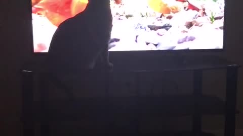 Cat standing in front of tv with a bunch of birds on on show