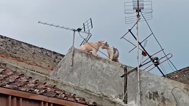 Couple of Cats Tussle and Tumble