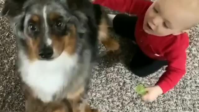 Cute child plays with puppy. Enjoy puppy