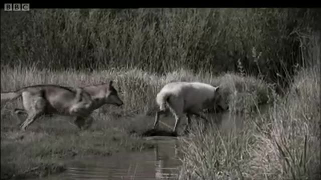 Lobo in Love | Lobo | The Wolf That Changed America | BBC Earth