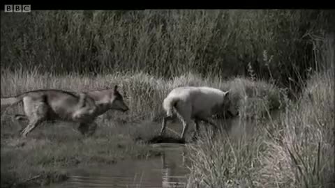 Lobo in Love | Lobo | The Wolf That Changed America | BBC Earth