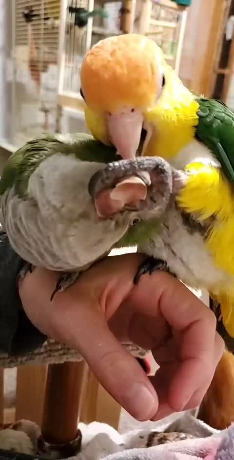 Inseparable parrots adorably groom each other