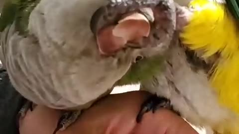 Inseparable parrots adorably groom each other