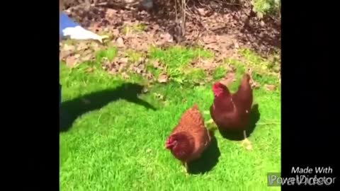 Funny chickens Chasing kids and adults 😂😂||funny videos compilation 2020.