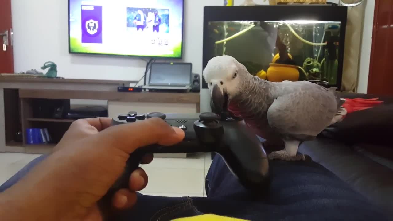 African Gray Parrot Paly Game.