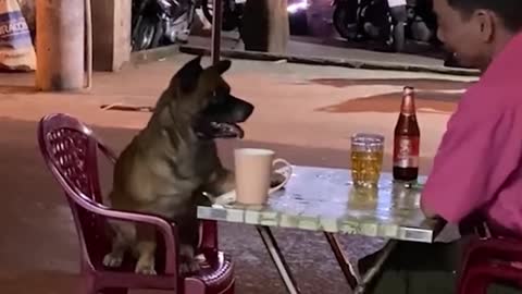 Hilarious Dogs 😂