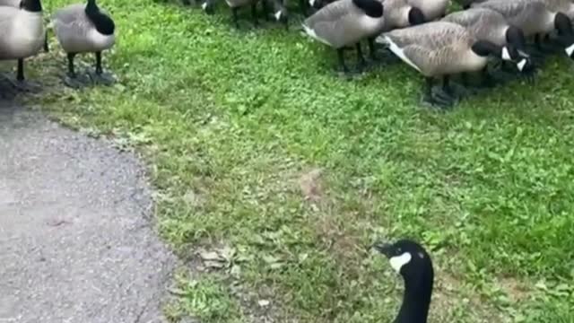 Neat geese in military training