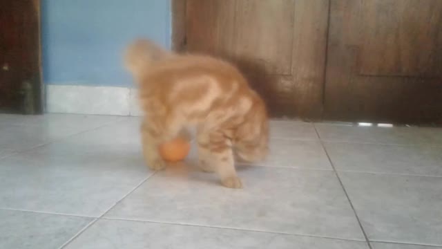 Cat playing with a ball