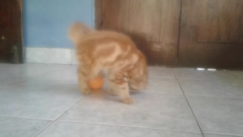 Cat playing with a ball