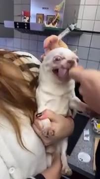 Vet Struggles To Give Little Dog Injection